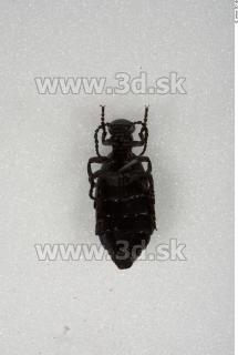 Insect # 12