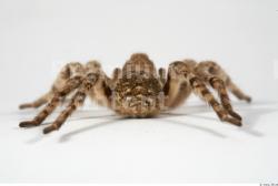 Head Spider