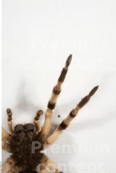 Leg Spider