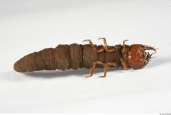 Whole Body Catterpillar