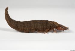 Whole Body Catterpillar