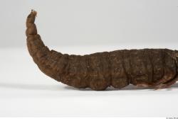 Whole Body Catterpillar