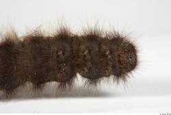 Insect # 14