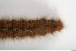Insect # 14