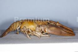 Whole Body Crawfish Animal photo references