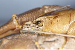 Hand Crawfish Animal photo references