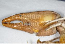 Arm Crawfish Animal photo references