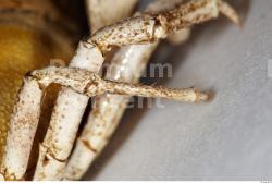 Leg Crawfish Animal photo references