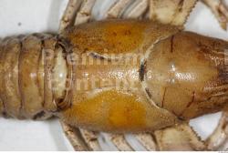 Belly Crawfish Animal photo references