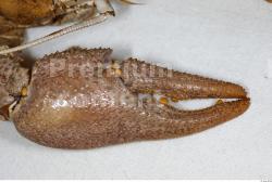 Crawfish Animal photo references