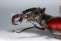 Beetles # 1
