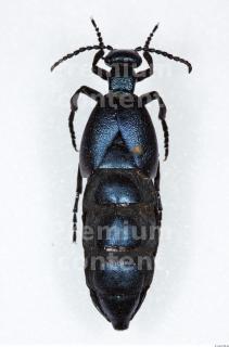 Beetles 0040
