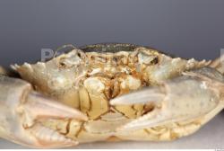 Crab # 1