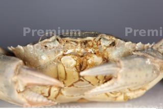 Crab 0016