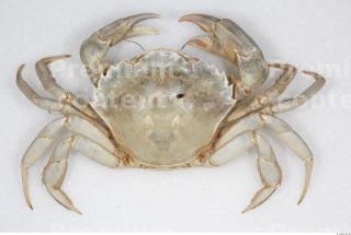Crab 0001