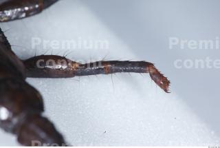 Scorpion 0046