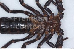 Upper Body Scorpion