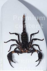 Whole Body Scorpion