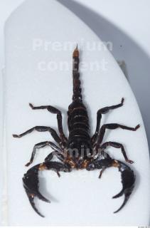Scorpion 0029