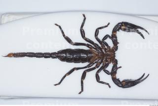 Scorpion 0035
