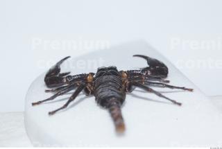 Scorpion 0021