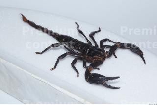 Scorpion 0028