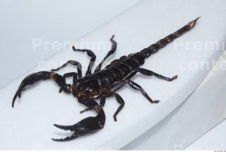 Scorpion 0030