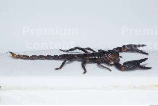 Scorpion 0025