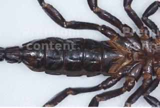 Scorpion 0040