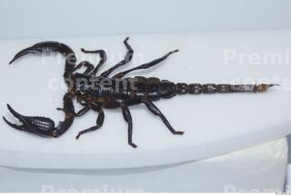 Scorpion 0031