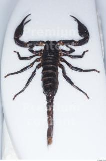 Scorpion 0033