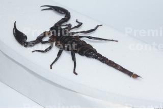 Scorpion 0032