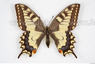 Butterfly 0001