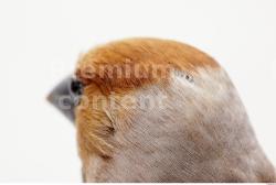 Head Bird