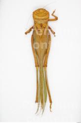 Whole Body Grasshopper
