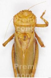 Upper Body Grasshopper