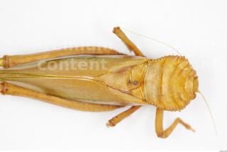 Grasshopper 0005