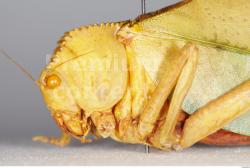Head Grasshopper