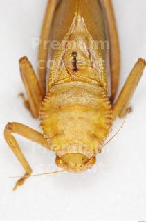 Grasshopper 0021