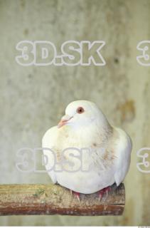 Pigeon 0044