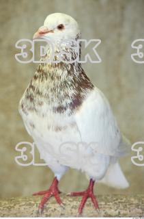 Pigeon 0045