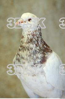 Pigeon 0046