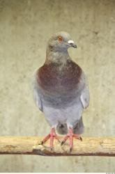 Pigeon