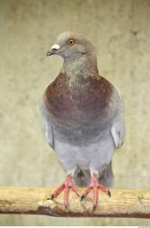 Pigeon