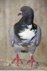 Pigeon