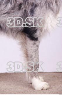 Dog 0065