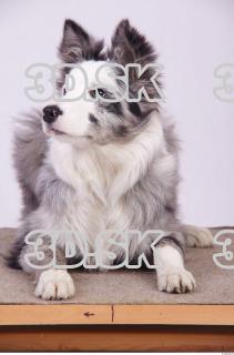 Dog 0070