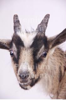 Goat 0011