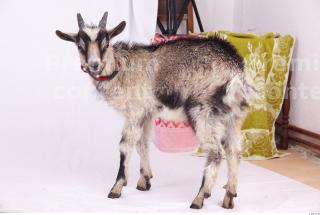 Goat 0015