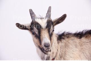 Goat 0061